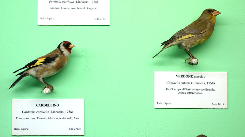 File:Carduelis carduelis and Carduelis chloris (male) - Museo Civico di Storia Naturale Giacomo Doria - Genoa, Italy - DSC03079.JPG