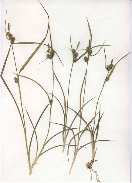 File:Carex demissa Habitus a.jpg