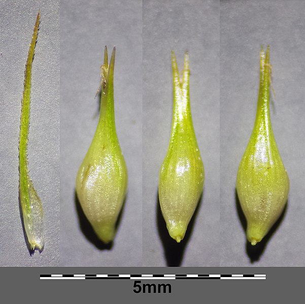 File:Carex pseudocyperus sl29.jpg