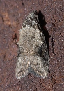 Carposina fernaldana, currant fruitworm moth, Size: 7.3 mm Carposina fernaldana P1100921a.jpg