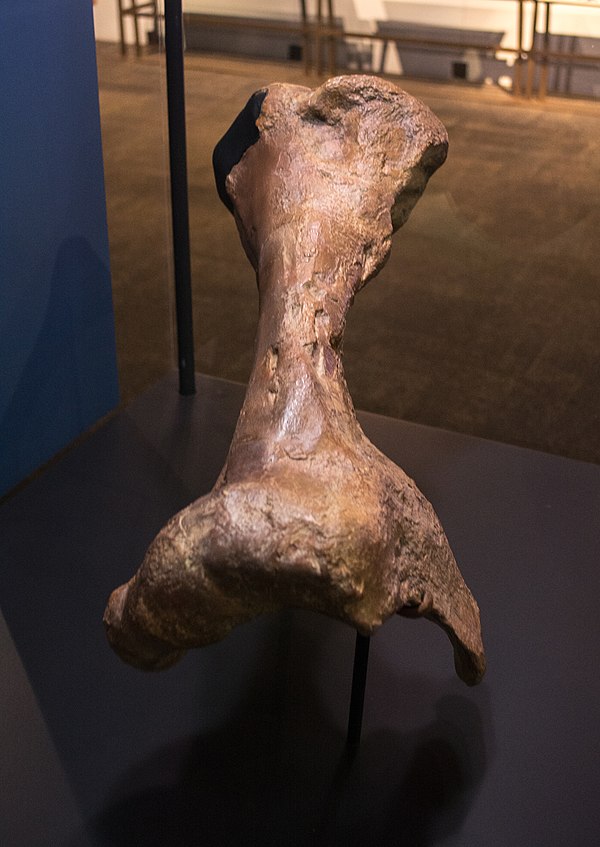 Cast of the holotype humerus
