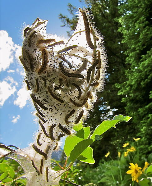 File:Caterpillars - Bradley Lake - Grand Teton National Park - Northwestern Wyoming, USA.jpg