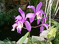 Cattleya loddigesii