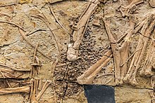 Gastroliths in stomach region of C. zoui specimen BPV 085, National Museum of Natural Science Caudipteryx zoui (BPV 085) gastroliths.jpg