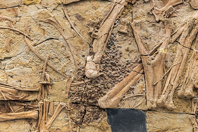 Gastroliths in stomach region of C. zoui specimen BPV 085, National Museum of Natural Science