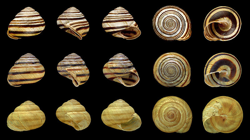 File:Cepaea vindobonensis - Banding variation.jpg