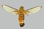 Miniatura para Cephonodes leucogaster