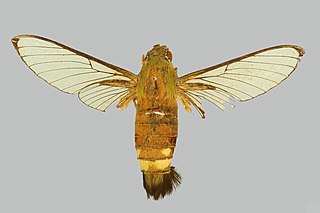 <i>Cephonodes leucogaster</i> Species of moth