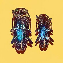 Cerambycidae - Sphingnotus insignis albertisi.JPG