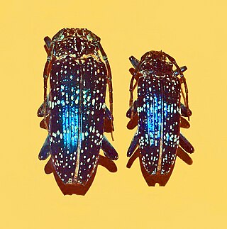 <i>Sphingnotus insignis</i> Species of beetle