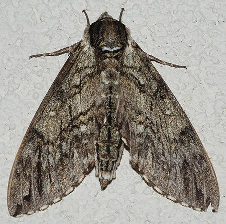 Ceratomia undulosa