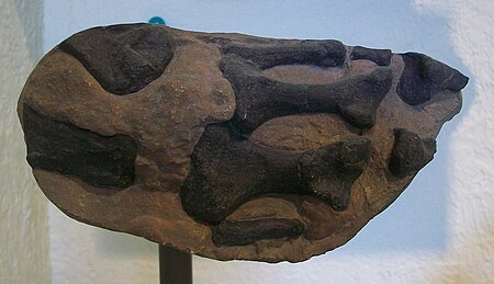 Tập_tin:Ceratosaurus_nasicornis_AMNH_27631_hand_cast.jpg