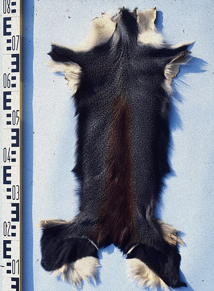 File:Cercopithecus diana fur skin.jpg