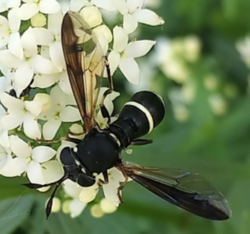 Ceriana abbreviata 2.png