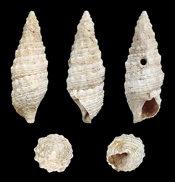 File:Cerithium vulgatum 01.JPG