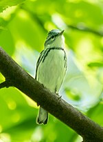 Thumbnail for File:Cerulean warbler with a caterpillar (71508).jpg