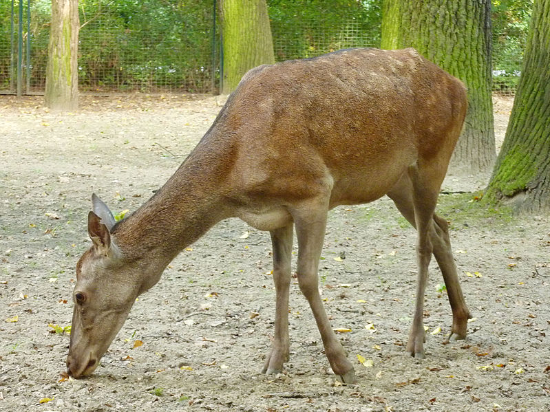 File:Cervus elaphus barbarus (Tierpark Berlin) - 1005-887-(118).jpg