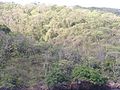 Sausasis miškas Čakačakarėje (Karibai)
