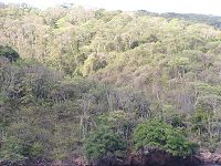 Trinidad and Tobago dry forest on Chacachacare showing the dry-season deciduous nature of the vegetation