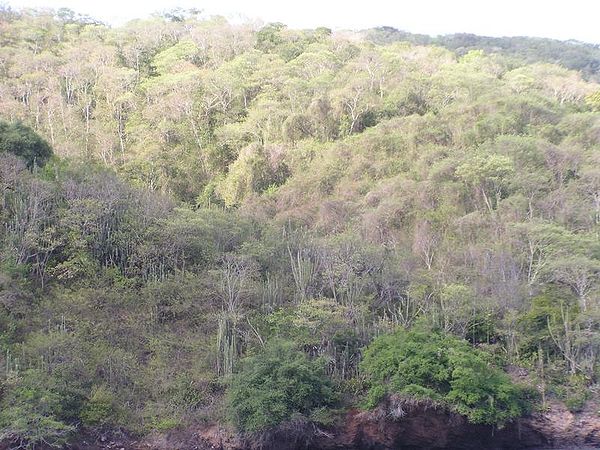 Dry-season deciduous tropical forest