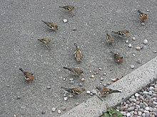 Gruppo di fringuelli al suolo a Inveruglas.