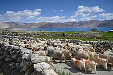 Herd in Ladakh Changthangi Goats in Ladakh.jpg