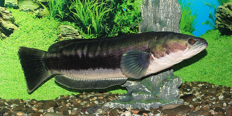 Giant snakehead