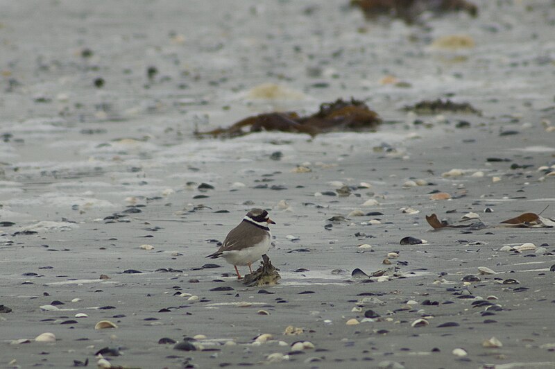 File:Charadrius hiaticula-0880.jpg