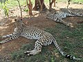 Cheetah at the Kisumu Impala Sanctuary