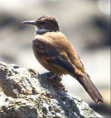 Chilean Seaside Cinclodes Cinclodes nigrofumosus Chile 2011.jpg