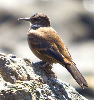 Chilean seaside cinclodes Species of bird