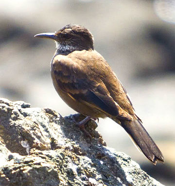 Chilean seaside cinclodes