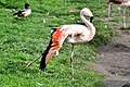 Greater flamingo.