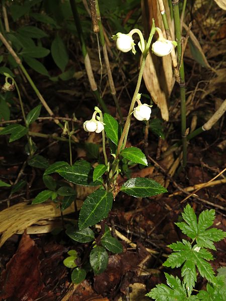 File:Chimaphila japonica 2.JPG