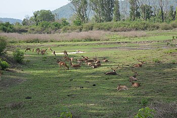 Chital herd in Bandipur.jpg