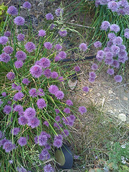 File:Chive Blossoms - panoramio.jpg