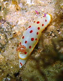 Chromodoris Splendid.jpg