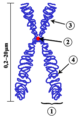 3 en 4 samen vormen hier één chromatide(=1), die via het centromeer, 2, vastzit aan de zusterchromatide.