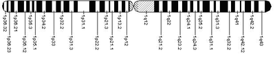 Human chromosome 1 Chromosome1.PNG