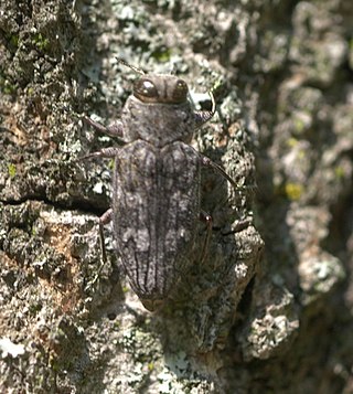 <i>Chrysobothris</i> Genus of beetles