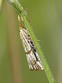 Chrysocrambus cassentiniellus