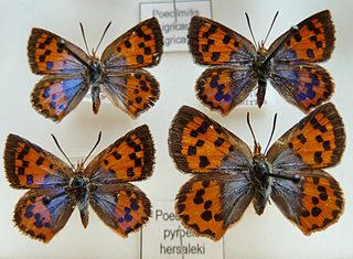 Chrysoritis pyroeis