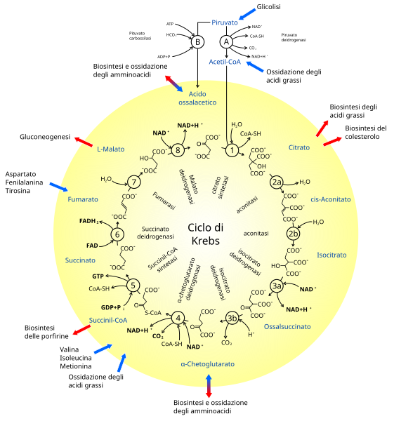 File:Ciclo di Krebs.svg