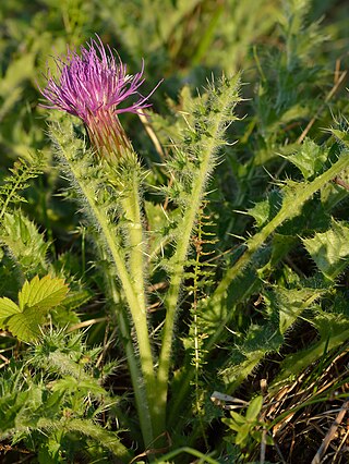 <i>Cirsium acaule</i> Species of flowering plant in the daisy family Asteraceae