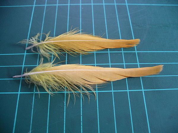 Citron-crested cockatoo crest feathers (on 1 cm grid)