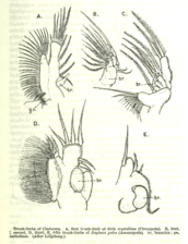 ミジンコ類の鰓脚状の胸肢