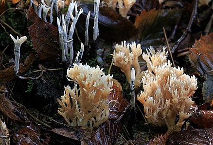 White Coral fungus growing with Candlesnuff fungus