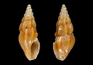 <i>Clavus hylikos</i> Species of gastropod