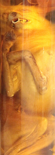 File:Close up of fox specimen, Natural History Museum in London.jpg