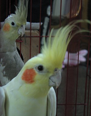 Cockatiel (1).jpg